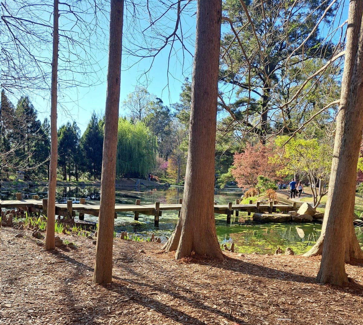 A picture of a Japanese-style pond and garden in spring. Several thin tree trunks stretch out of frame. There is a wooden bridge over the pond, and most of the trees are pink or green.